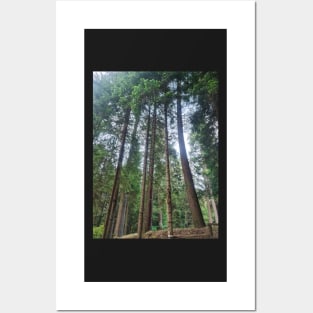Pine Tree Forest Posters and Art